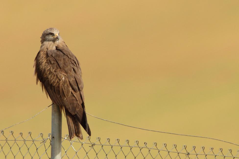 Observadores